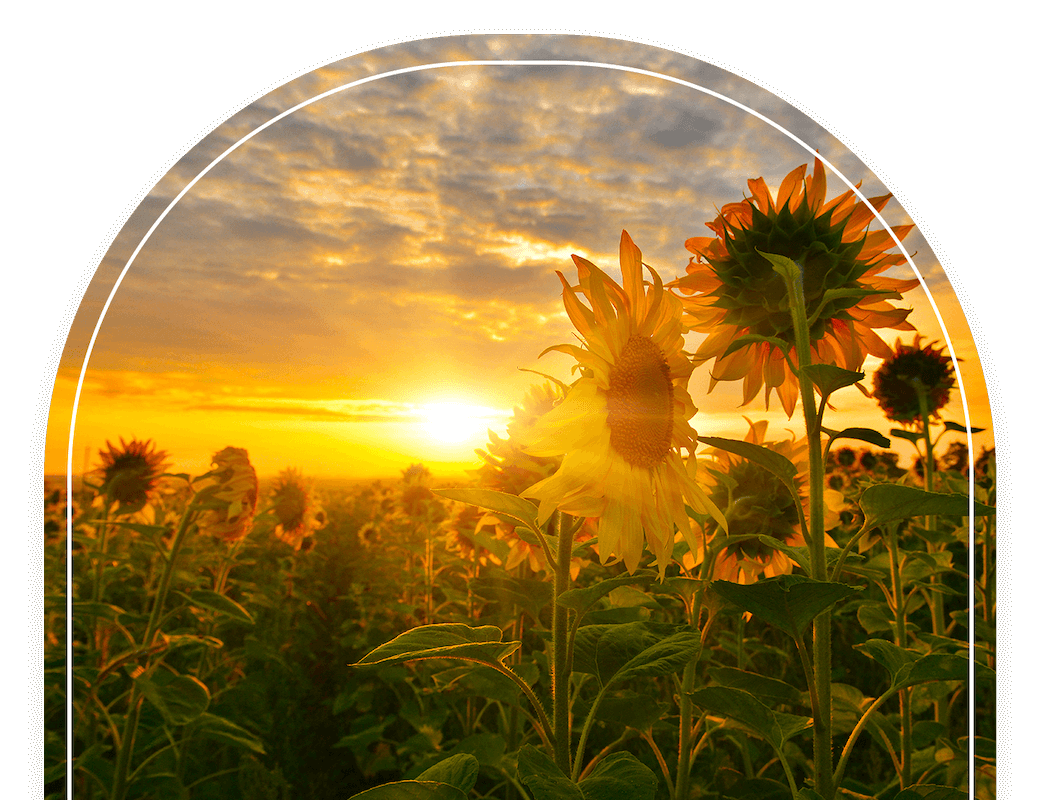 Energizing _ sunflower sun(1)