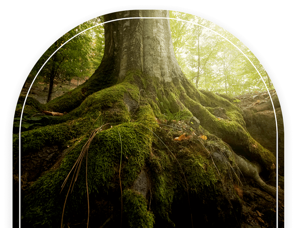 Grounding _ tree roots(1)